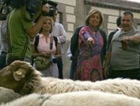 Ovejas, dromedarios y pastores de 36 países toman el centro de Madrid