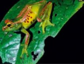 Madagascar es uno de los puntos de mayor biodiversidad del planeta