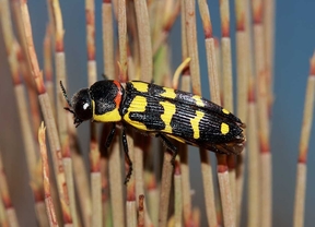 Hallan una especie amenazada de escarabajo en la finca El Espartal
