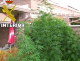 La Guardia Civil detiene por casualidad a una mujer por tráfico de marihuana