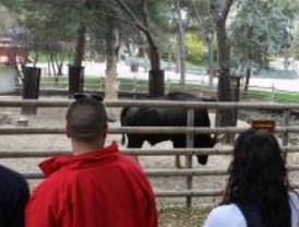 Se inicia el ciclo de cursos monográficos en el Zoo con uno sobre mantenimiento de felinos