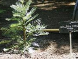 El Jardín Botánico acoge un fósil viviente australiano