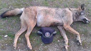 Hallan muerto a un segundo lobo en una carretera del norte de la región