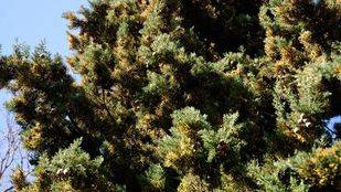 Comienza la temporada de alergias impulsada por las altas temperaturas