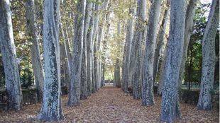 Los Jardines del Real Sitio de Aranjuez abren completamente a partir del 30 de enero
