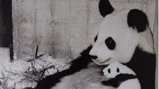 'Chu-lin' se incorpora a la exposición 'Biodiversidad' del Museo de Ciencias Naturales