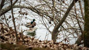 Las aves, protagonistas del Día de los Humedales