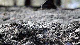 Grupos ecologistas organizan una plantación de árboles reivindicativa en el Parque del Sureste