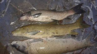 Ecologistas identifica tres humelades madrileños como "gravemente amenazados"