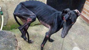 Madrid se suma a la manifestación contra la caza con galgos y otras razas caninas