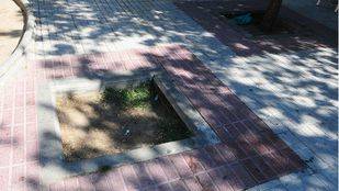 Sabanés denuncia que el Gobierno de Botella no cumplió la ley del árbol