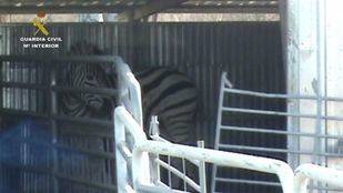 El SEPRONA desarticula una red que vendía animales en pésimas condiciones sanitarias