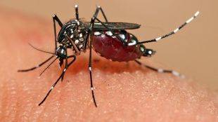 Confirmado el tercer caso de Zika en una embarazada en Madrid