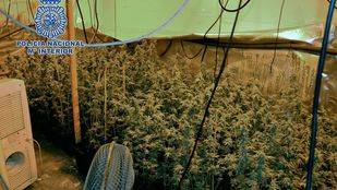 La Policía se incauta de 590 plantas de marihuana en Getafe