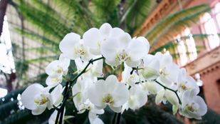 Las orquídeas conquistan el corazón de Atocha