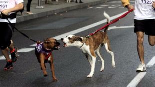 La Comunidad no convocará la campaña de vacunación antirrábica de mascotas ni fijará precios