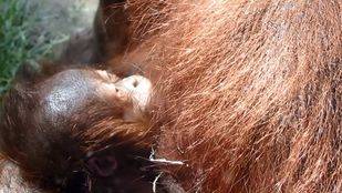 Nace una cría de orangután en el Zoo de Madrid