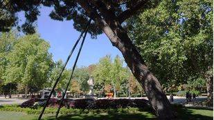 El Ayuntamiento indemnizará con 21.198 euros a una mujer por la caída de una rama