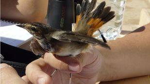 Pájaros, fiestas patronales y paellas para disfrutar del fin de semana