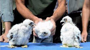 Halcón peregrino en Alcalá de Henares