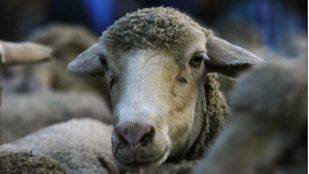 “Somos Trashumantes” del 8 al 10 de Julio por la comarca de las tierras altas de Soria