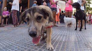 La oposición en la Asamblea quiere prohibir la venta de animales en tiendas