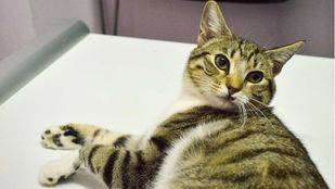 57.182 euros para controlar las poblaciones de gatos callejeros de Madrid