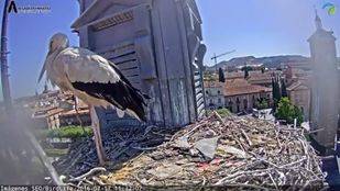 Por la cam, la cigüeña verás