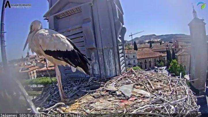 Ejemplar de cigüeña blanca en el ayuntamiento de Alcalá