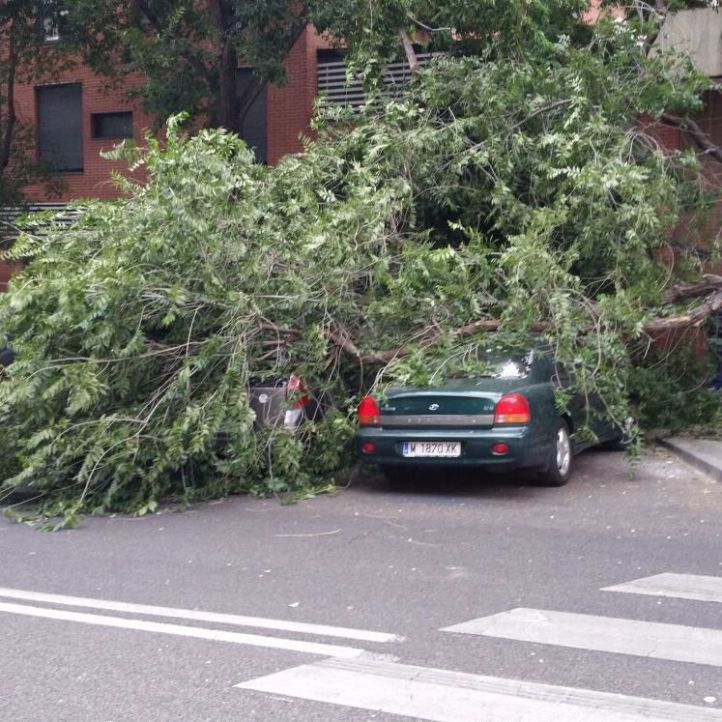 Caída de la rama de un árbol en Paseo de los Olmos.