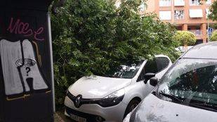 Caída de la rama de un árbol en Paseo de los Olmos.