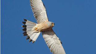 Instalan un recinto de cría de pollos de cernícalo primilla en el Parque Regional del Sureste
