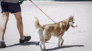 Sesión 'petfriendly' en el cine Proyecciones