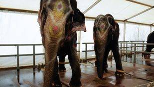 Valdemoro se declara municipio libre de circos con animales