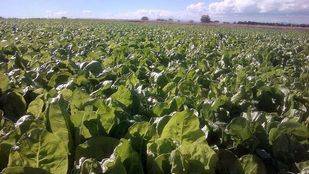 Un mercado recorrerá 24 municipios madrileños para dar a conocer los alimentos de la zona