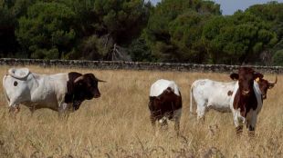 Agricultores y ganaderos piden a la Comunidad incrementar las ayudas