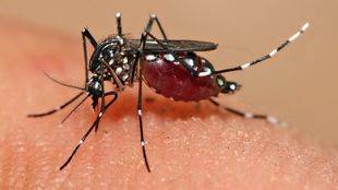 Aumentan a 237 los casos de Zika confirmados en España, 60 en Madrid