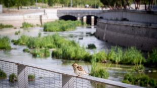 Madrid estudia plantar más árboles en el Manzanares y tirar paredes