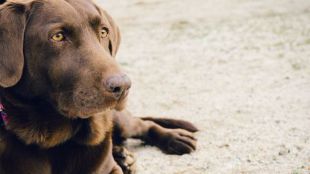 Comida para animales; seguridad y variedad