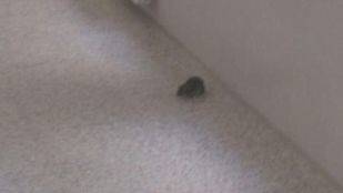 Los padres de un colegio de Getafe denuncian la presencia de ratas