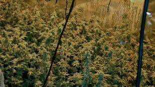 Detenidos dos sexagenarios que tenían 43 plantas de marihuana en su casa