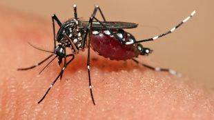 Sanidad eleva a 65 los casos de infección por virus Zika confirmados en Madrid