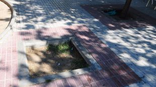 Madrid se da dos años para plantar árboles en los 7.000 alcorques vacíos