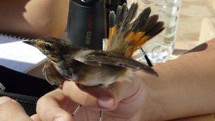 Anillamientos, rutas guiadas y talleres gratuitos en el Día de las Aves