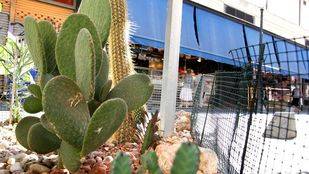 Comerciantes y vecinos de Lavapiés convocan una jornada de adopción de alcorques