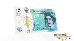 Cómo es el nuevo billete de plástico de cinco libras