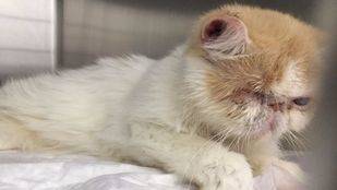 Rescatados 25 gatos en situación de "desnutrición severa" en una vivienda