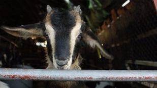 Un juzgado de Madrid paraliza la matanza de 2.700 cabras montesas en Guadarrama