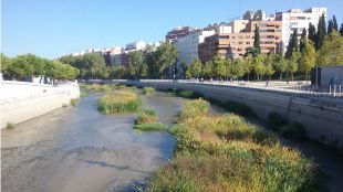 Los remeros podrán volver al Manzanares cuando se repare la presa número 9