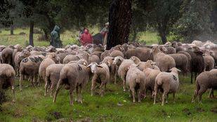 El Ayuntamiento quiere que un rebaño "permanente" paste en la Casa de Campo